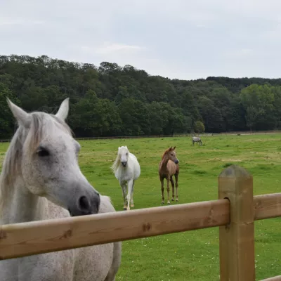 Pferde auf einem Feld mit einem Holzzaun mit drei Stangen und Brettern, die durch die quadratischen Pfosten gleiten