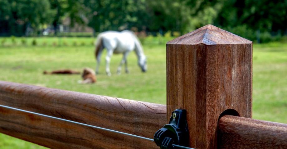 De Sutter Naturally | Houten omheiningen voor paardenweides | Ontdek Ascot: vierkante palen met diamantkop | Hoge kwaliteit, veilig en diervriendelijk 