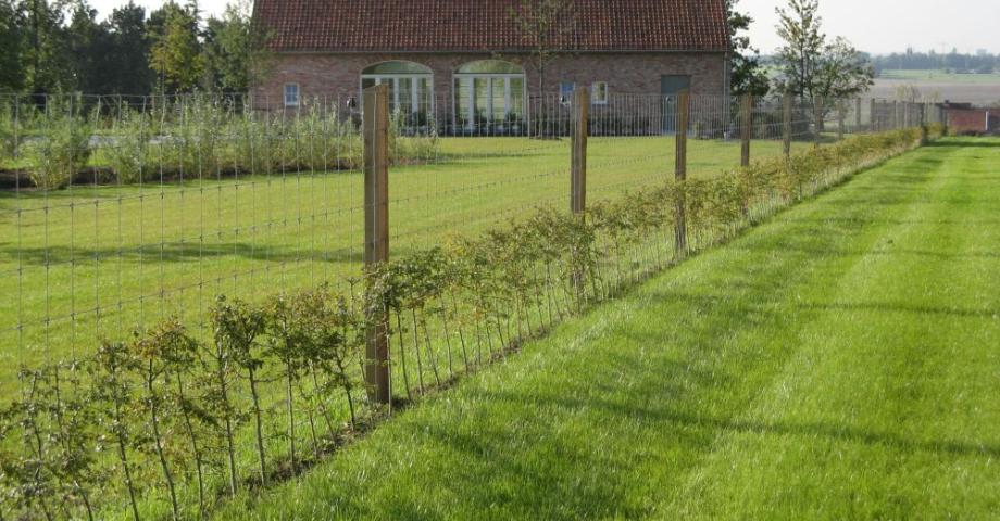Maschendrahtzaun mit quadratischen Kiefernpfosten im Garten eines Hauses