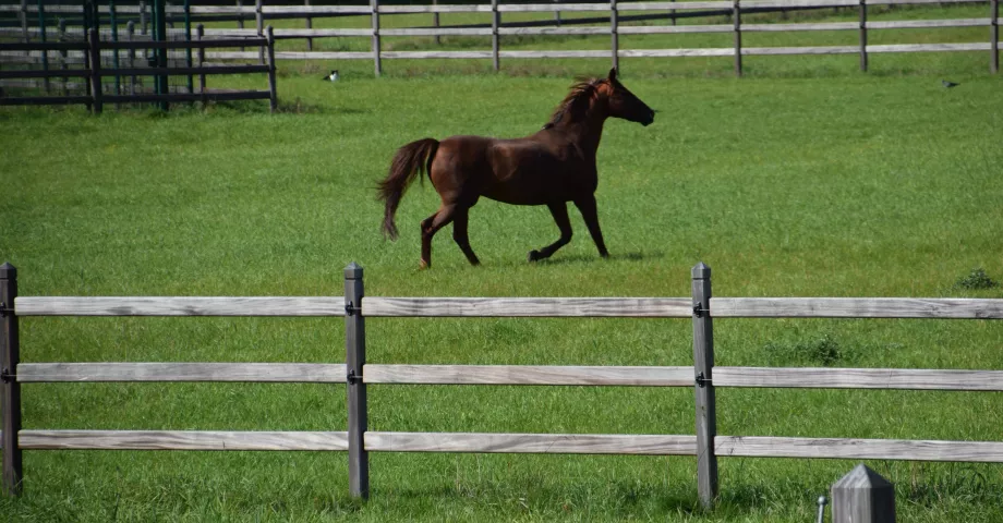 Holzzaun mit 3 Stäben, Vierkantpfosten und Elektrodrähten zur Umzäunung einer Pferdewiese
